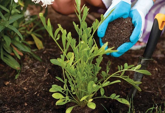 Как улучшить почву для рассады и цветов